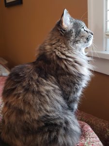 Beautiful long-haired gray tabby cat looking out the window