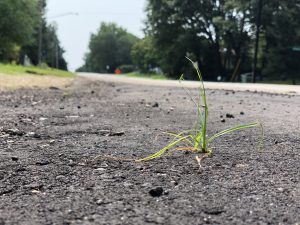 Piece of grass pushing up out of asphalt
